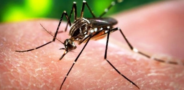 Zika virüsü sağlığı tehdit ediyor